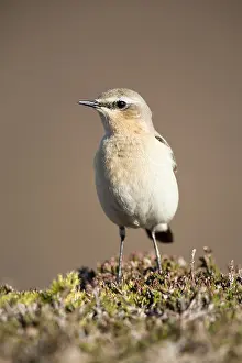 Oenanthe: Northern Wheatear