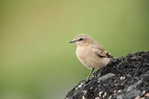 Oenanthe: Northern Wheatear