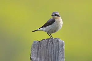 Oenanthe: Northern Wheatear