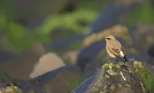 Oenanthe: Northern Wheatear