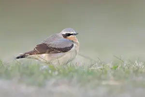 Oenanthe: Northern Wheatear