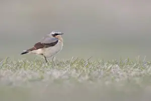 Oenanthe: Northern Wheatear