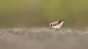 Oenanthe: Northern Wheatear