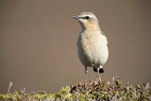 Oenanthe: Northern Wheatear