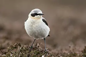 Oenanthe: Northern Wheatear