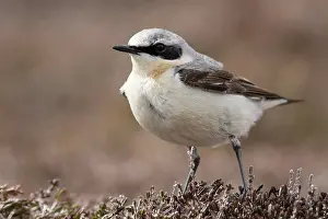 Oenanthe: Northern Wheatear