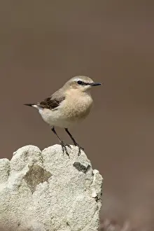 Oenanthe: Northern Wheatear
