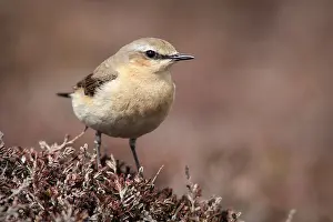 Oenanthe: Northern Wheatear