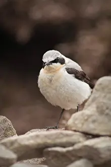 Oenanthe: Northern Wheatear