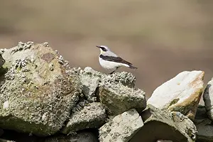 Oenanthe: Northern Wheatear