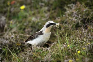 Sack: Northern Wheatear