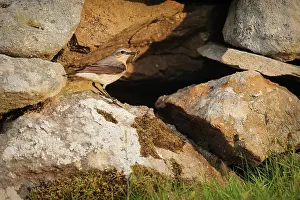 Bringing: Northern Wheatear