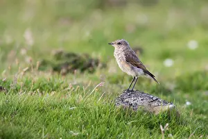 Fair: Northern Wheatear