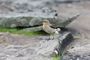 Oenanthe: Northern Wheatear