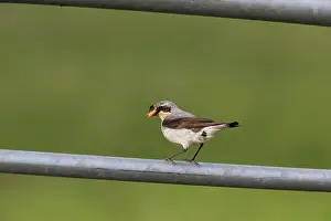 Oenanthe: Northern Wheatear