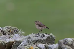 Oenanthe: Northern Wheatear