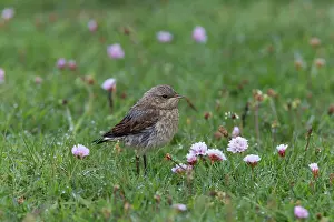 Oenanthe: Northern Wheatear