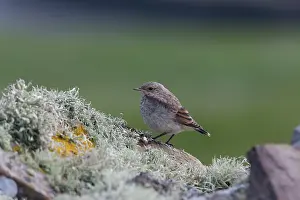 Oenanthe: Northern Wheatear