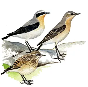 Oenanthe: Northern Wheatear
