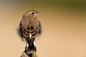 Oenanthe: Northern Wheatear