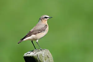 Oenanthe: Northern Wheatear