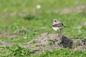 Oenanthe: Northern Wheatear
