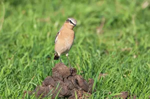 Shit: Northern Wheatear