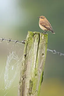 Oenanthe: Northern Wheatear