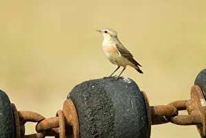 Chain: Northern Wheatear