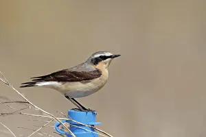 Flevoland: Northern Wheatear