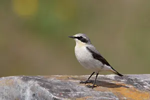 Flevoland: Northern Wheatear