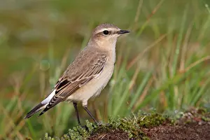 Insectivorous: Northern Wheatear