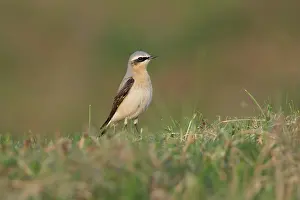 Oenanthe: Northern Wheatear