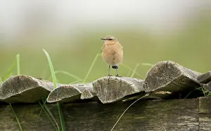 Oenanthe: Northern Wheatear