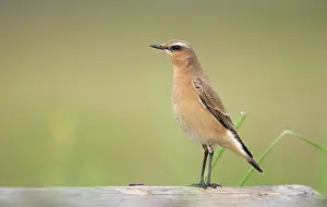 Oenanthe: Northern Wheatear