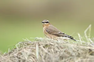 Oenanthe: Northern Wheatear