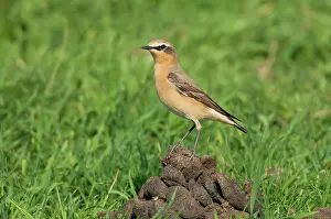 Shit: Northern Wheatear