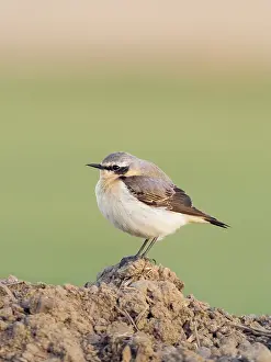 Oenanthe: Northern Wheatear