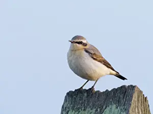 Oenanthe: Northern Wheatear
