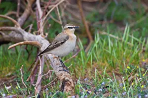 Wheatears: Northern Wheatear - female perched on branch