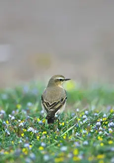Wheatears: Northern Wheatear - female perched among flowers