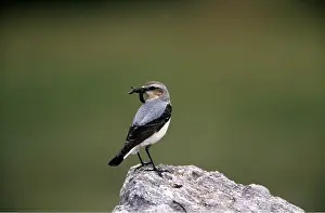 Grub: NORTHERN WHEATEAR - grub in beak