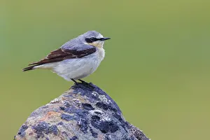 Ken Archer: Northern wheatear at home in the arctic tundra habitat of
