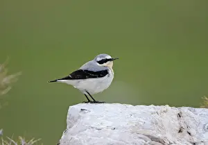 Wheatears: Northern Wheatear - male perched on rock - spring