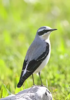 Wheatears: Northern Wheatear - male - perched on rock - spring