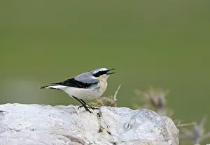 Wheatears: Northern Wheatear - male singing - perched on rock - spring