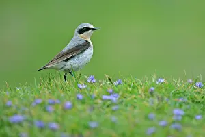 Wheatears: Northern Wheatear - male sitting in meadow amidst