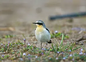 Wheatears: Northern Wheatear - male among spring flowers