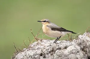 Oenanthe: Northern Wheatear (oenanthe oenanthe) on a chun