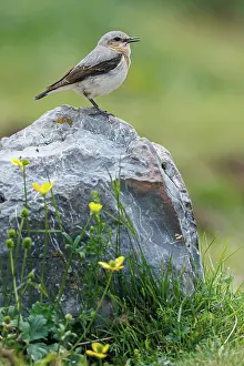 Vertebrates: Northern Wheatear (Oenanthe oenanthe) ~ female perched on a stone ~ Aragon